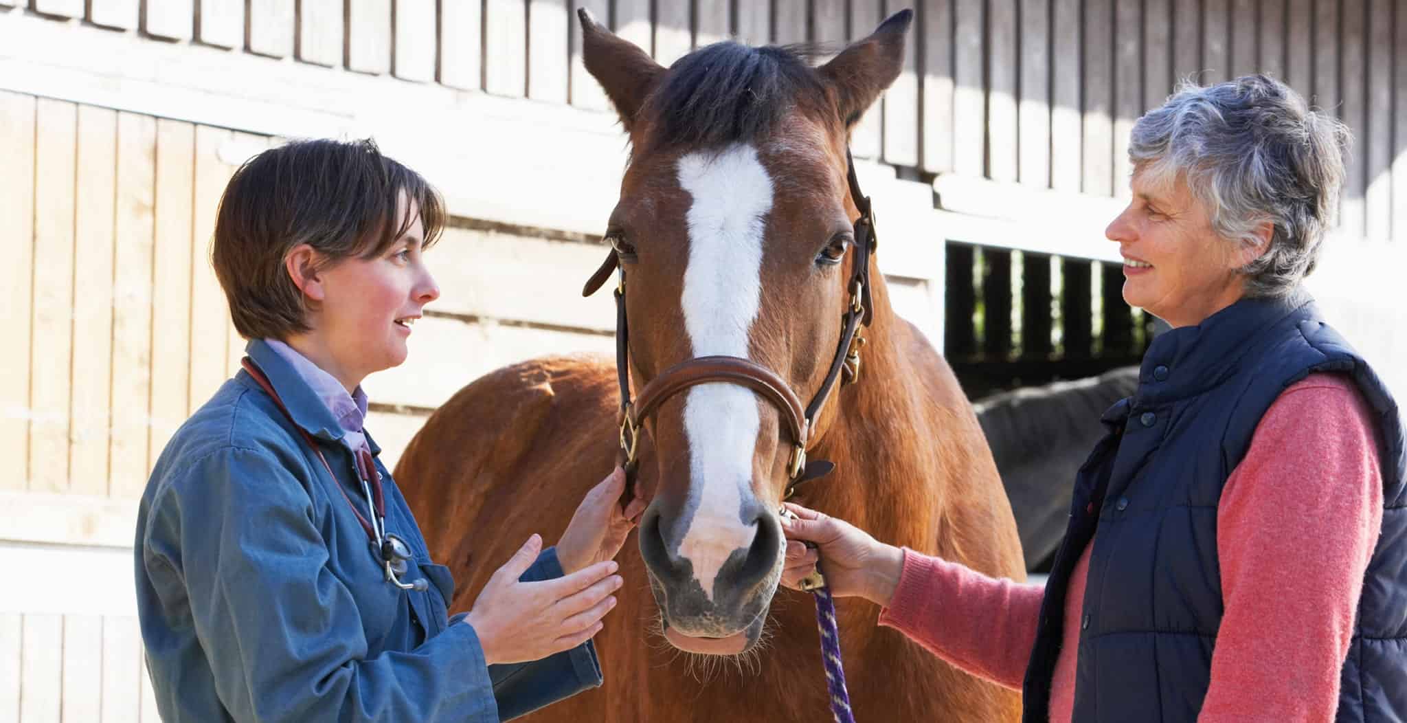 EQU Streamz advanced magnetic therapy bands for horses, 8 tips to buying new horse image.