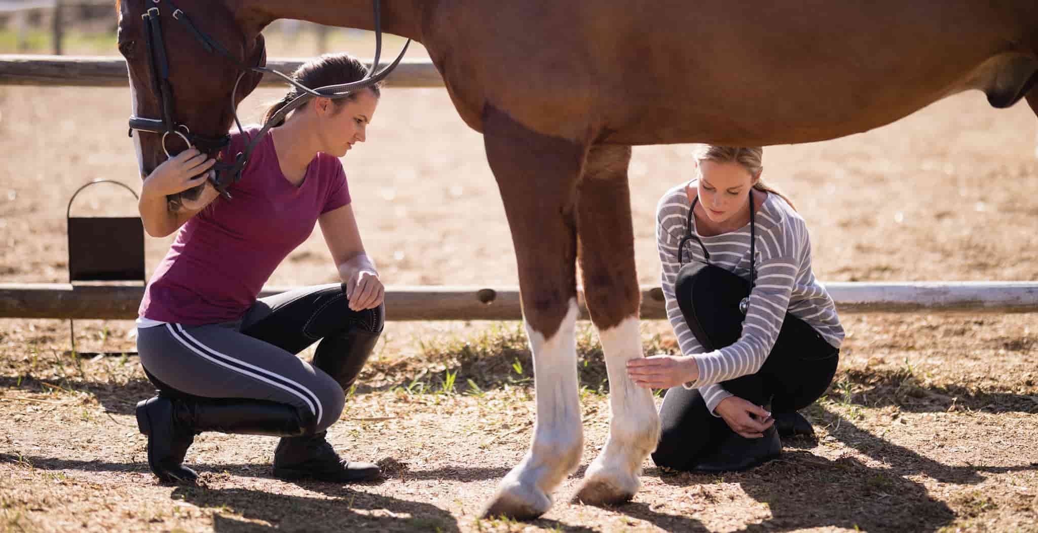 Inflammation in horses study of impact on streamz advanced magnetic bands on horses swollen legs and fetlocks