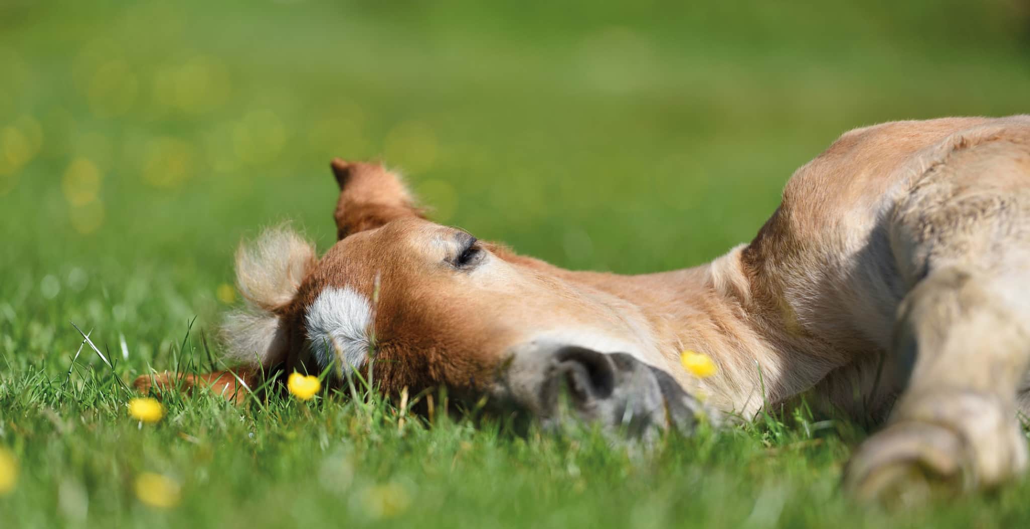 EQU Streamz advanced magnetic horse bands horse lay down blog post main image