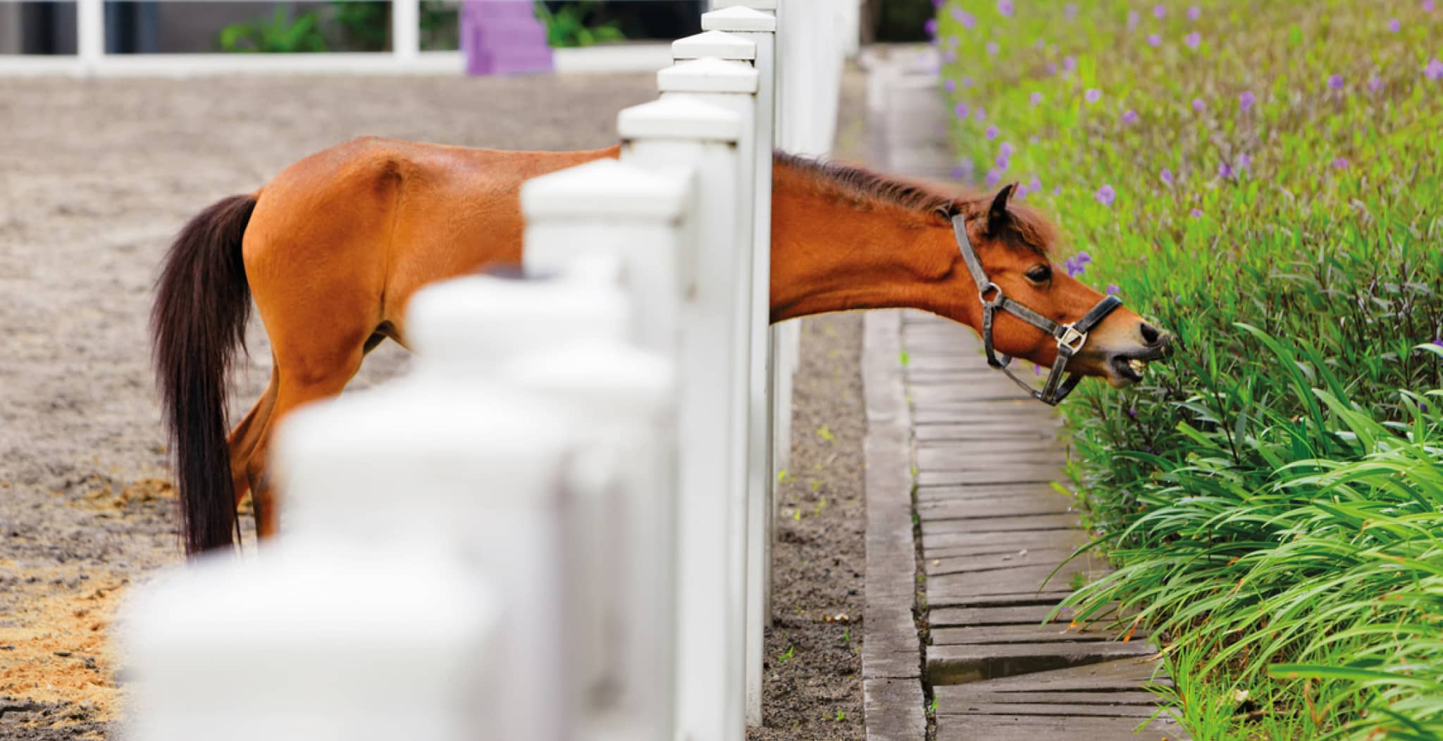 EQU Streamz advanced magnetic horse bands showing ho wthey support a horses mobility and stiffness including arthritis and age related conditions