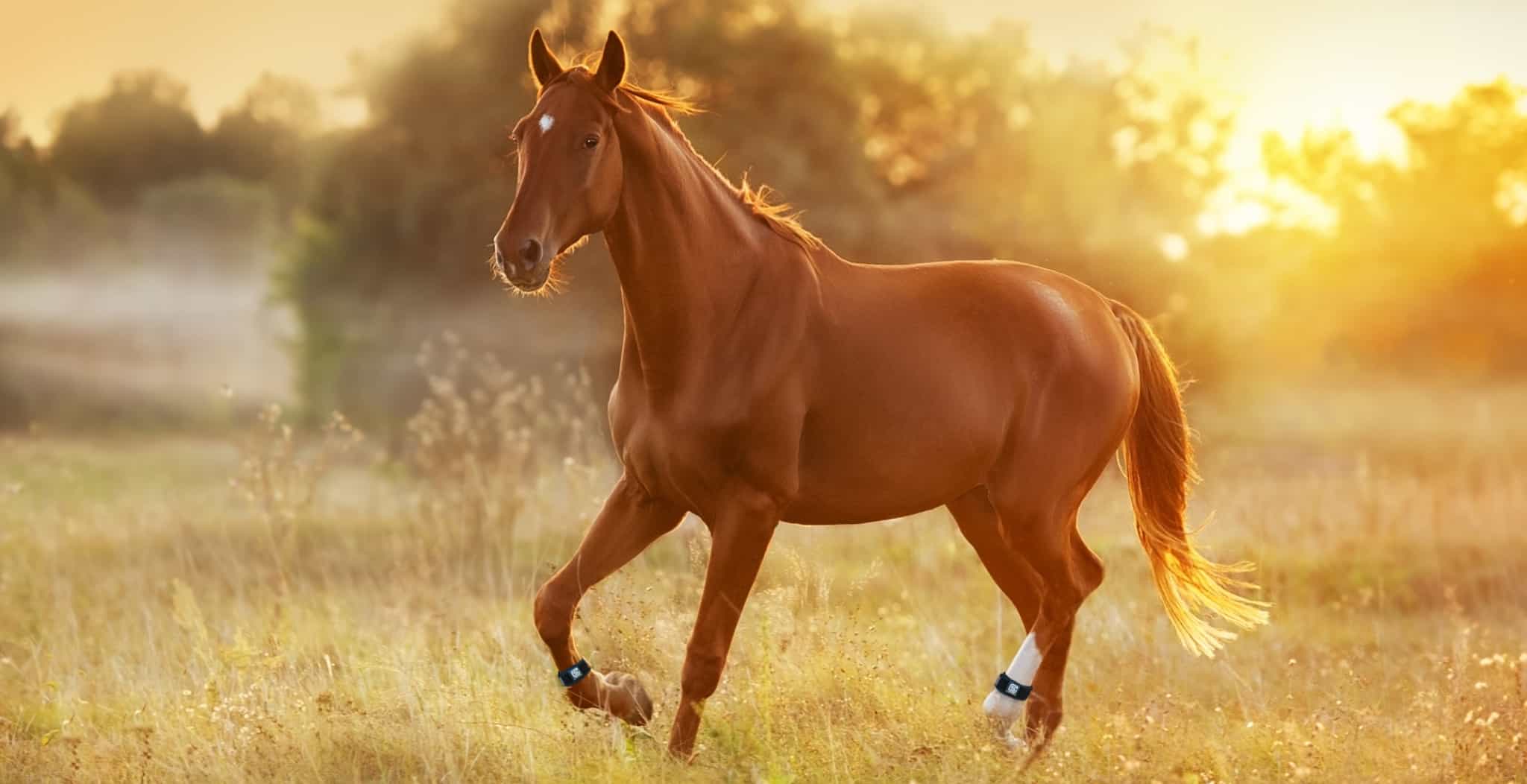 EQU streamz blog image summer horse injuries found in the equine community