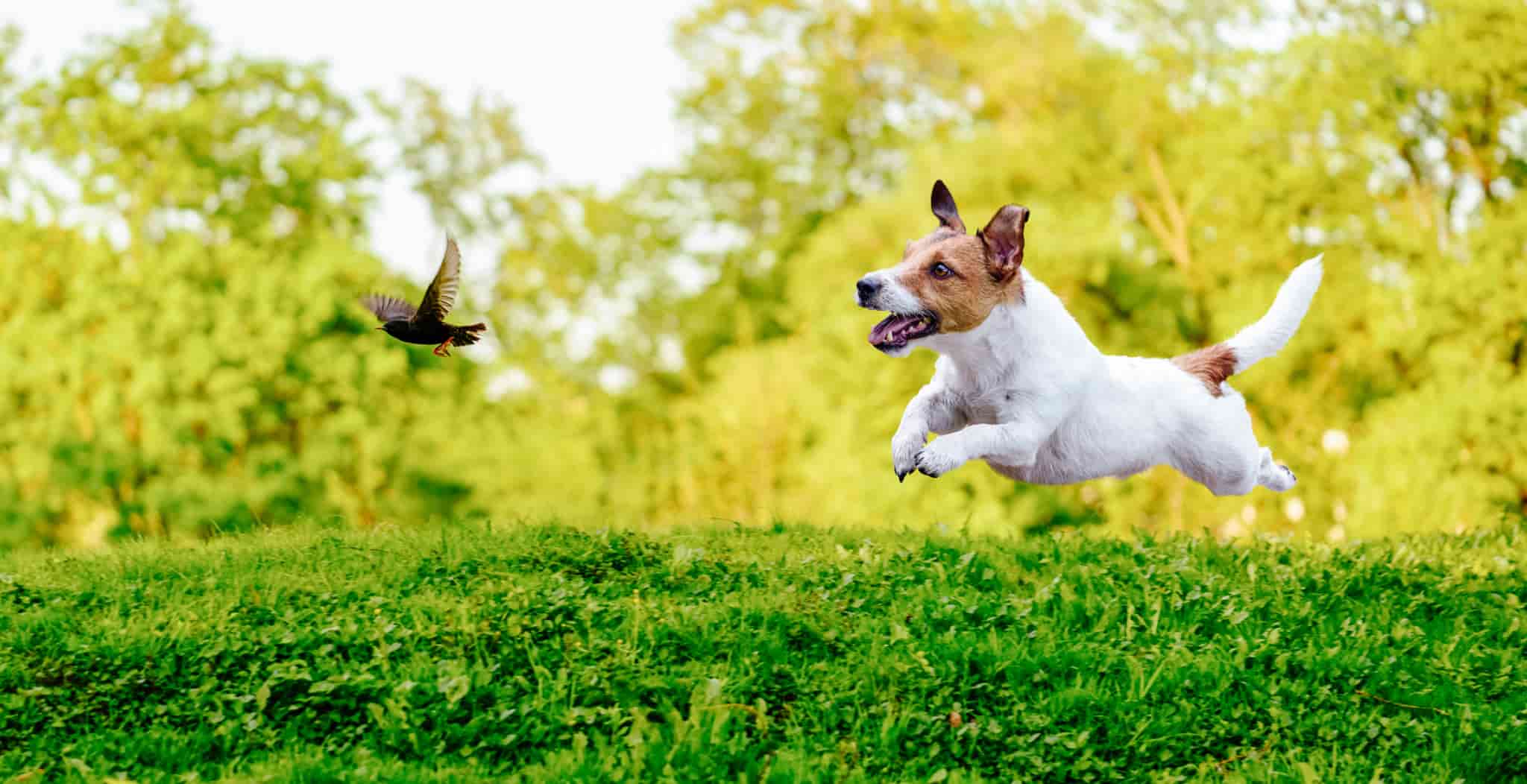 DOG Streamz advanced magneyic dog collars breed watch on jack russells and health conditions found with that breed.