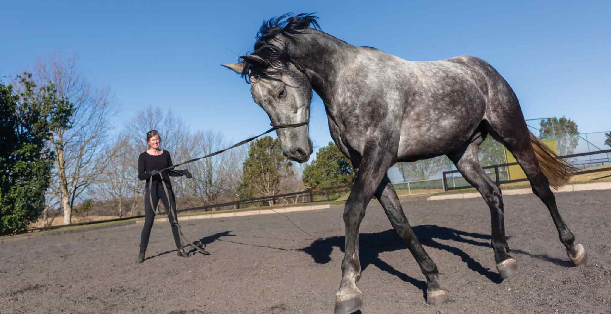 EQU Streamz groundwork with horses blog post