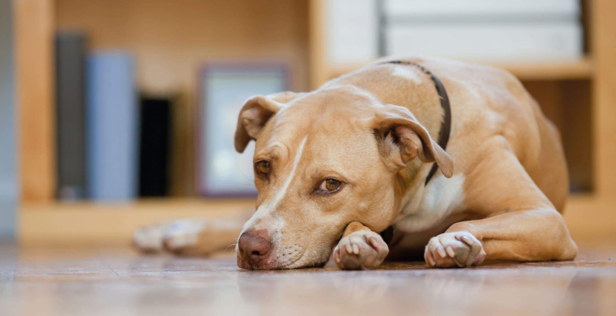 DOG Streamz support dog arthritis naturally using a unique magnetic process Streamz magnetic technology can be used alongside prescribed medications and treatments