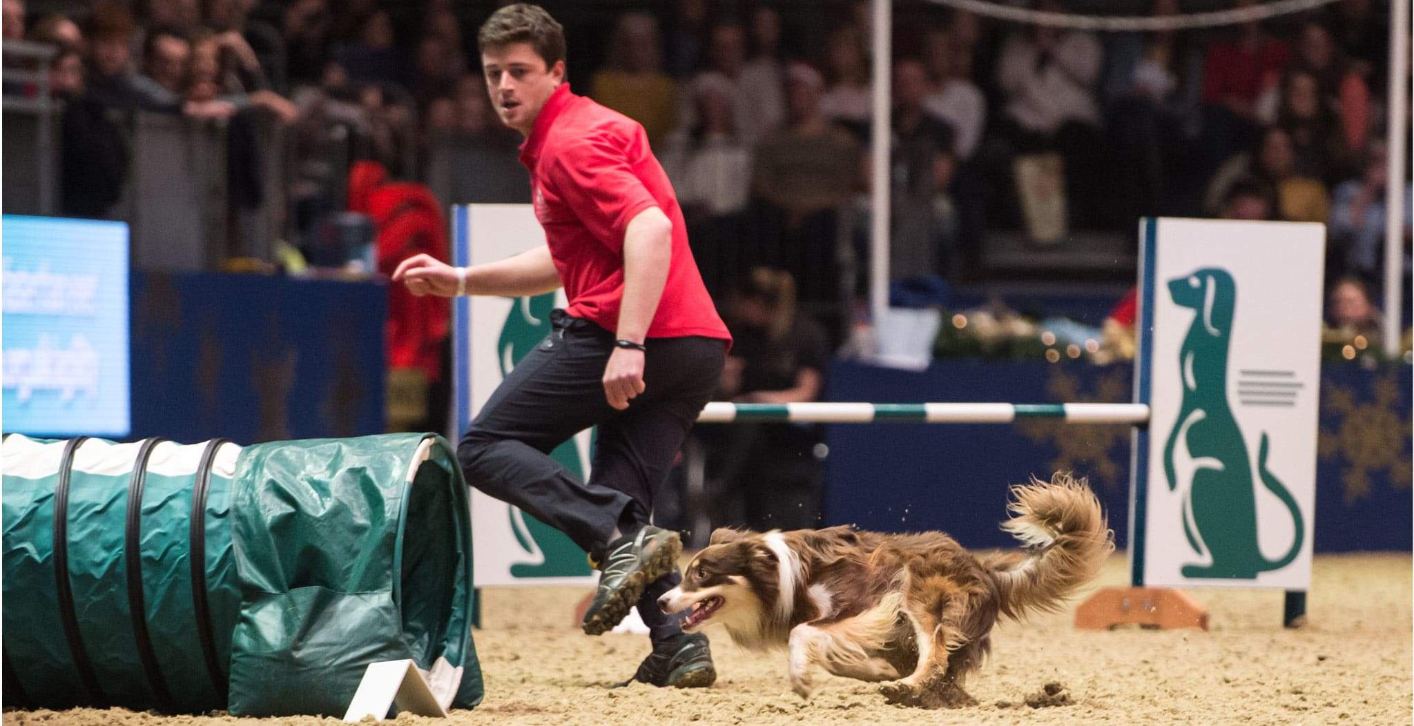 DOG StreamZ Magnetic Dog Collars Information Directory. Dog Agility is a sport in which a handler guides a dog around an obstacle course.