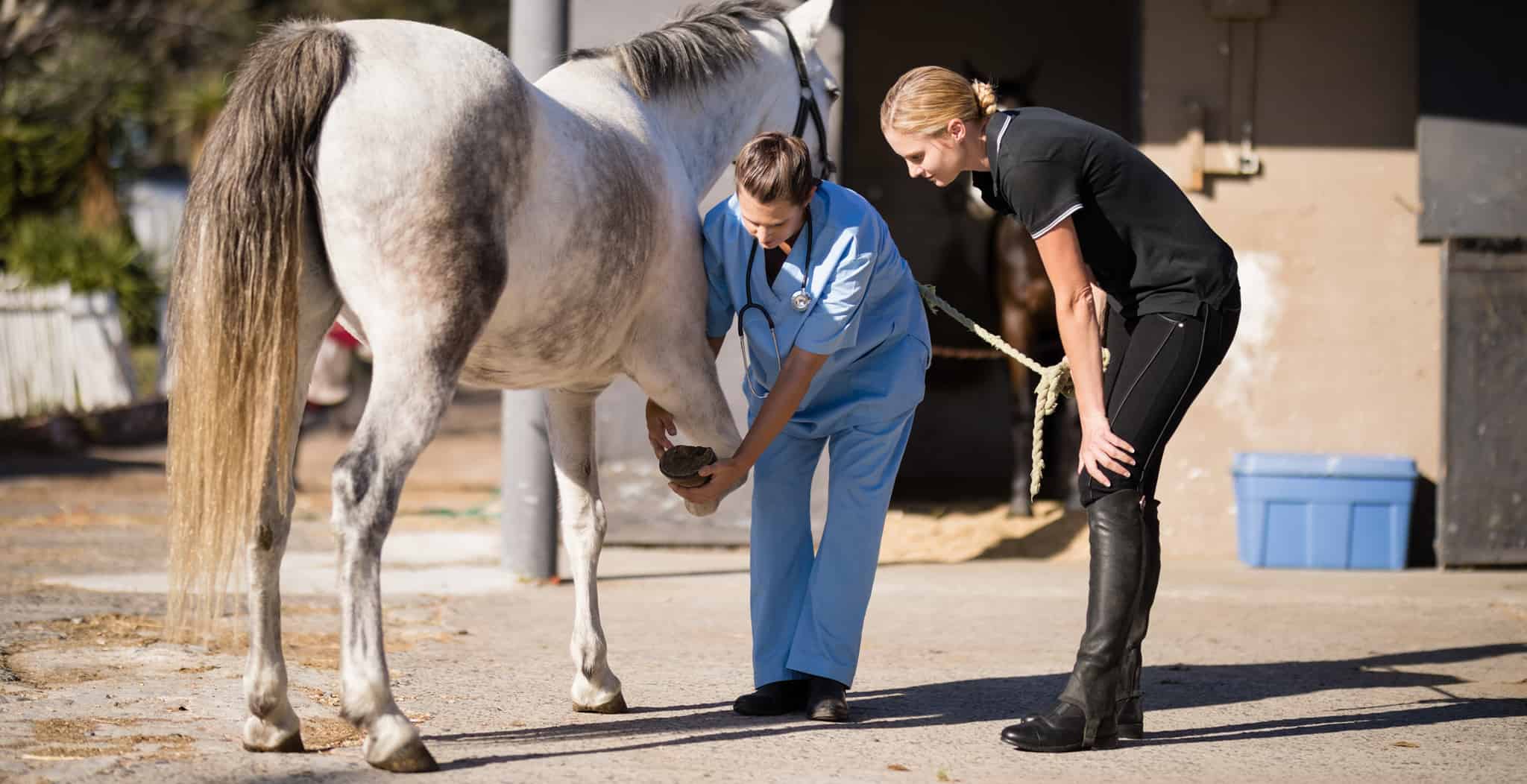 Spotting Equine Lameness Early