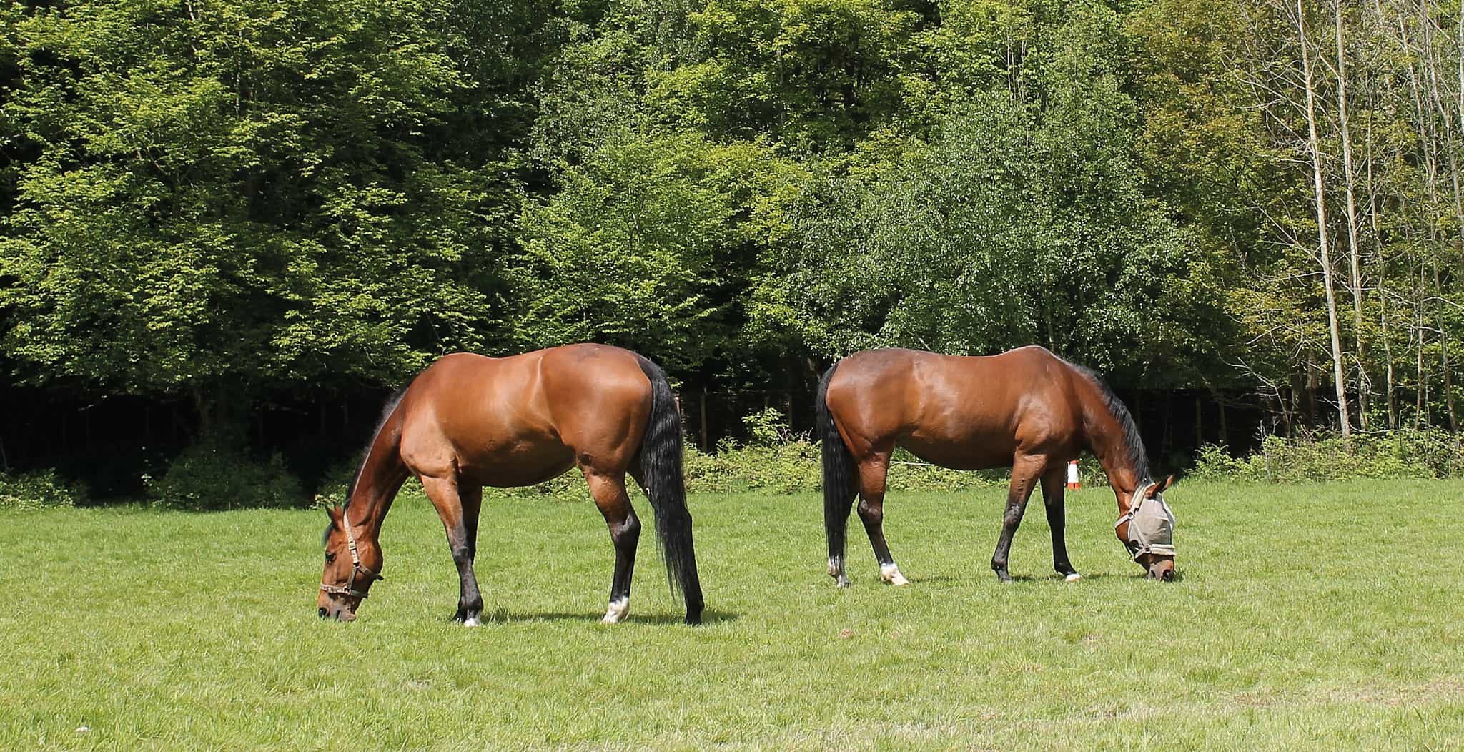 Supporting Spyro with laminitis using advanced magnetic bands