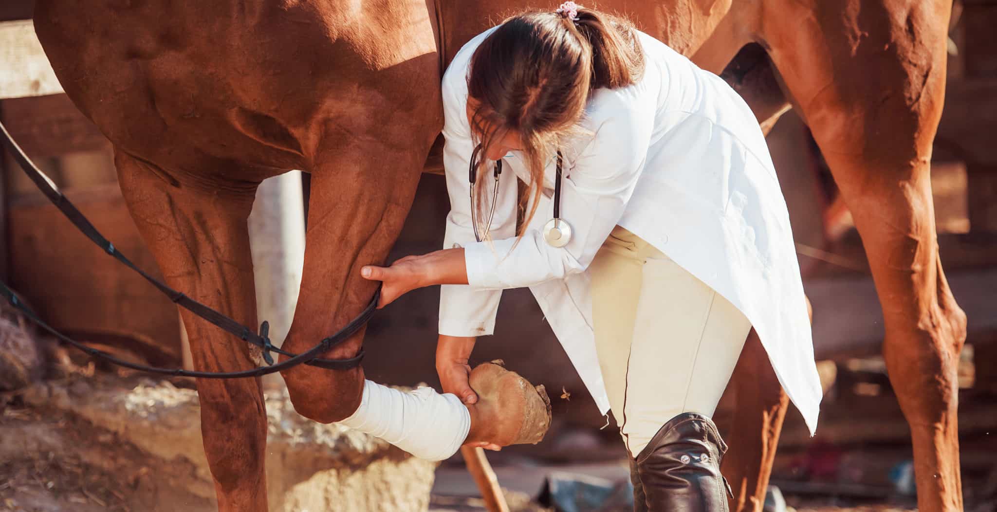 Ringbone in horses or ponies is actually a form of osteoarthritis within the pastern or coffin joint. This article looks at Ringbone symptoms, causes and common treatments applied to support horses with the condition blog image.