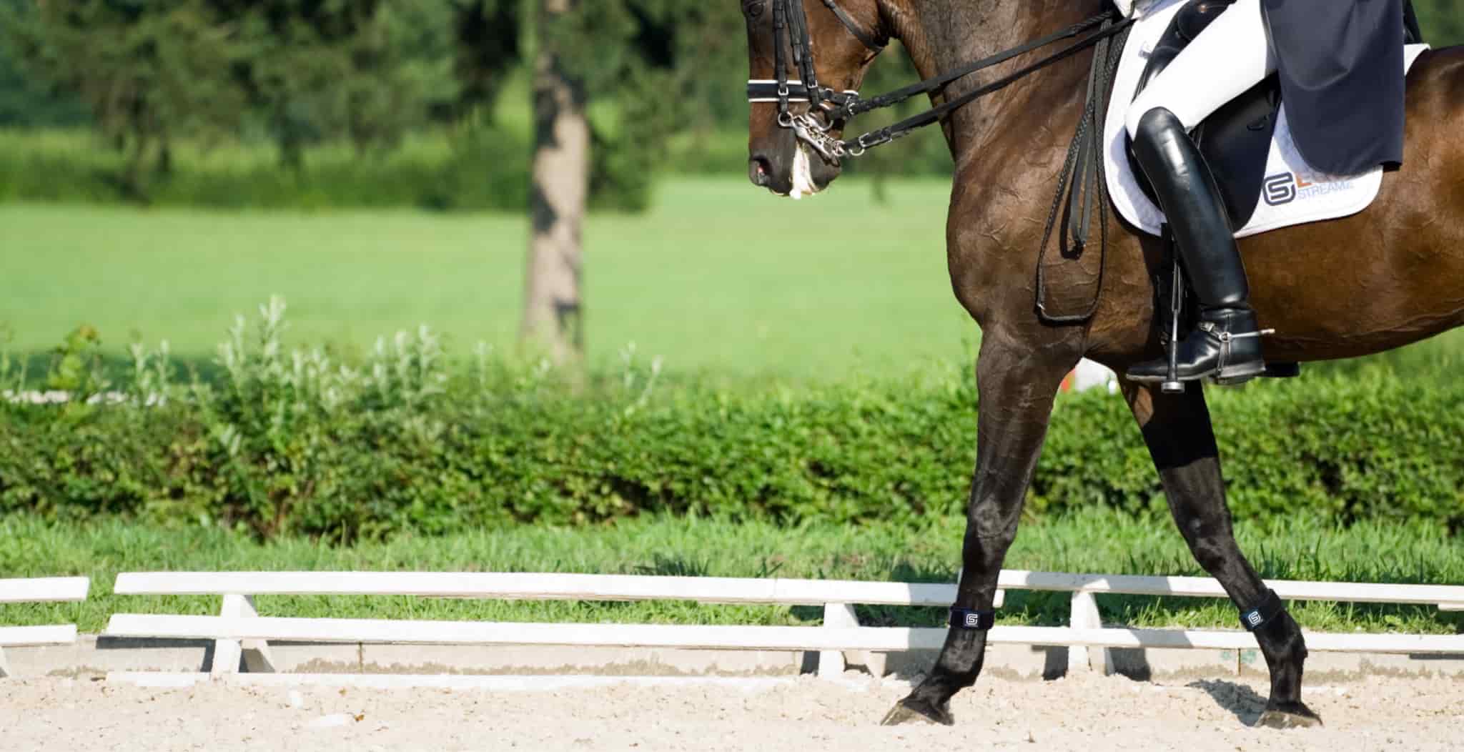 EQU Streamz magnetic bands for horses for pain relief and accelerated recovery and supporting joint conditions, laminitis, navicular and much more