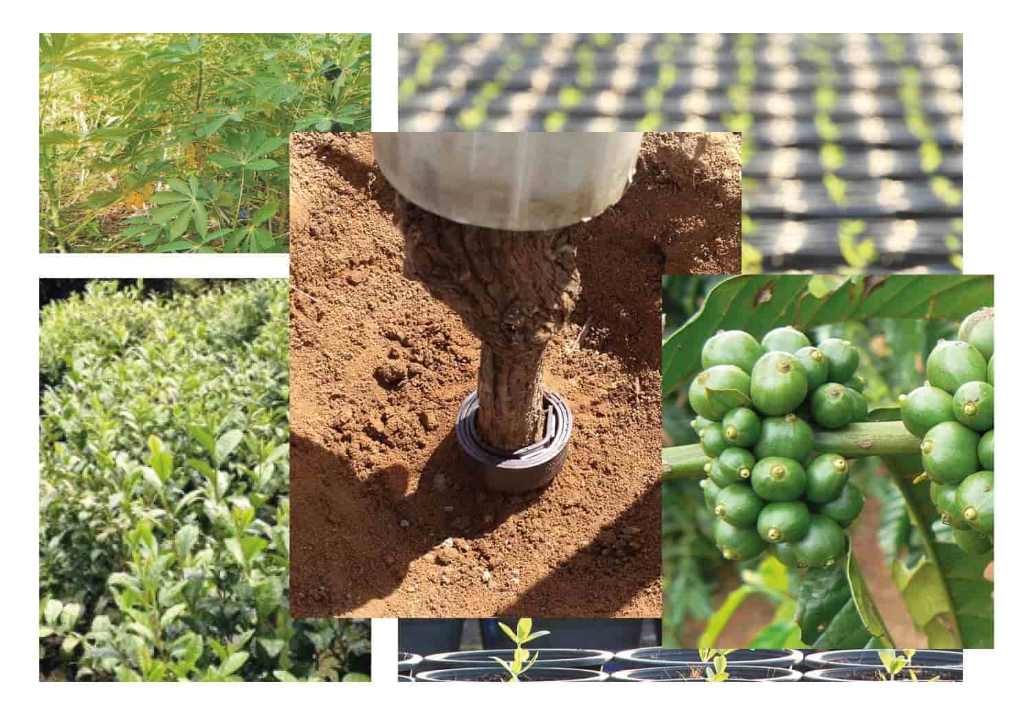 ECO Streamz has the potential to reduce pesticide use whilst boosting plant health and growth sysles